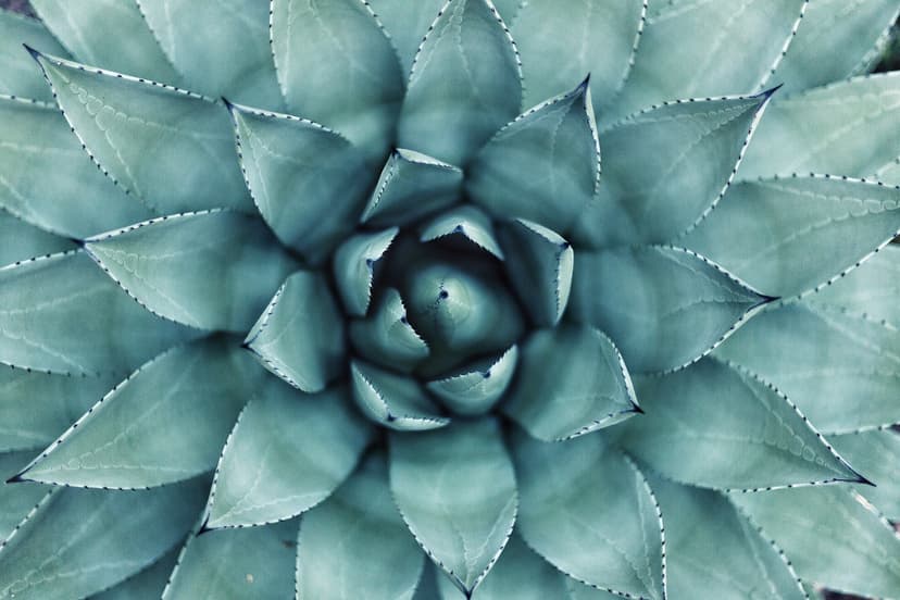 picture of a succulent